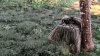 MSFS2024-DAYZ.jpg